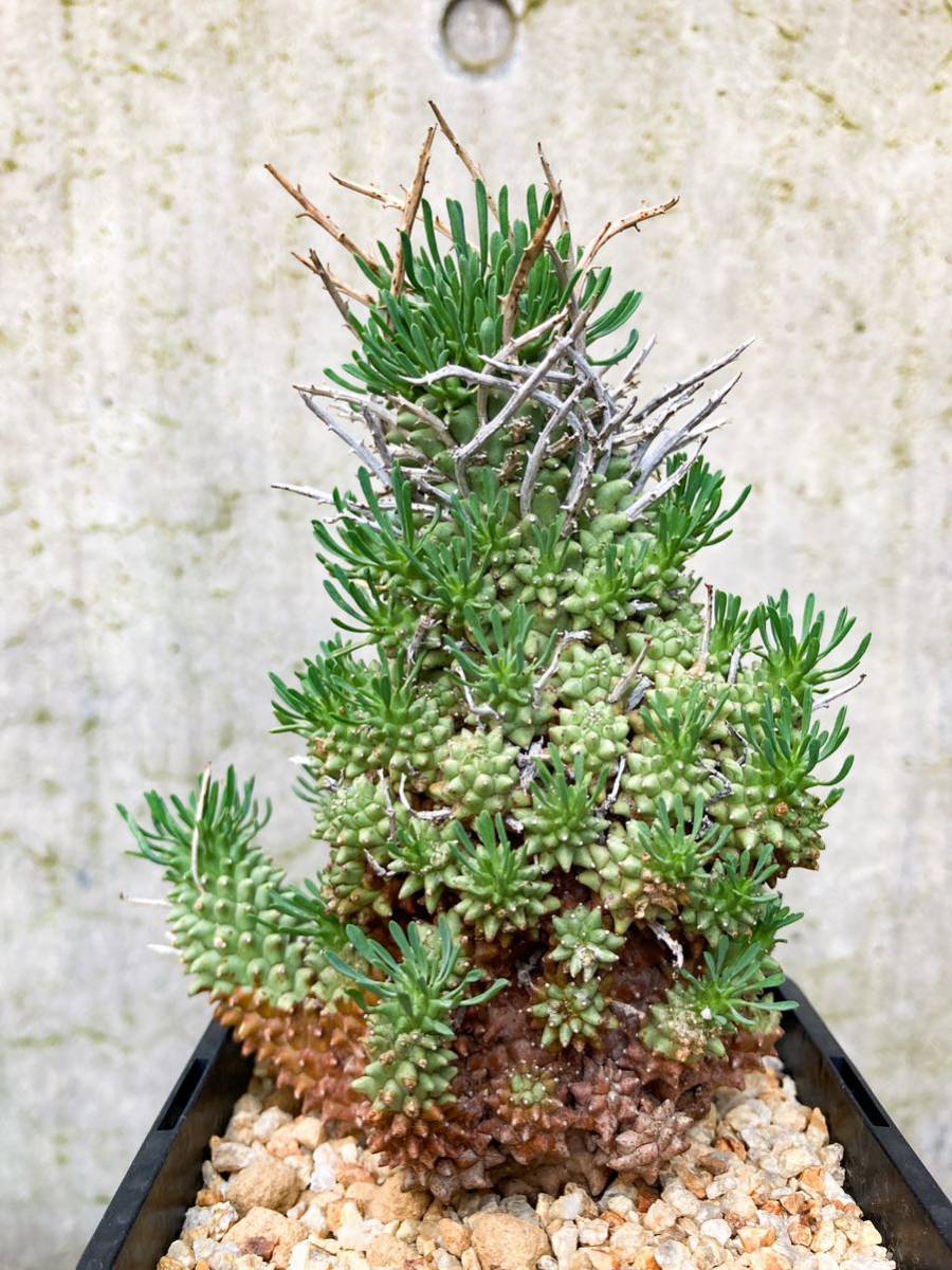 Euphorbia multiceps E199【大株・良形】ユーフォルビア ムルチセプス 多頭キリン GM437