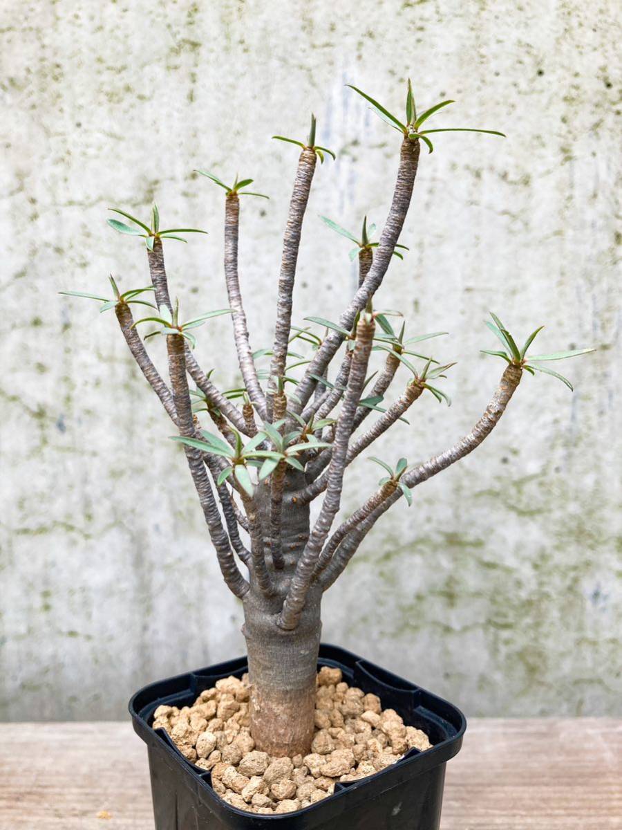 Euphorbia balsamifera E211【良型】 ユーフォルビア バルサミフェラ