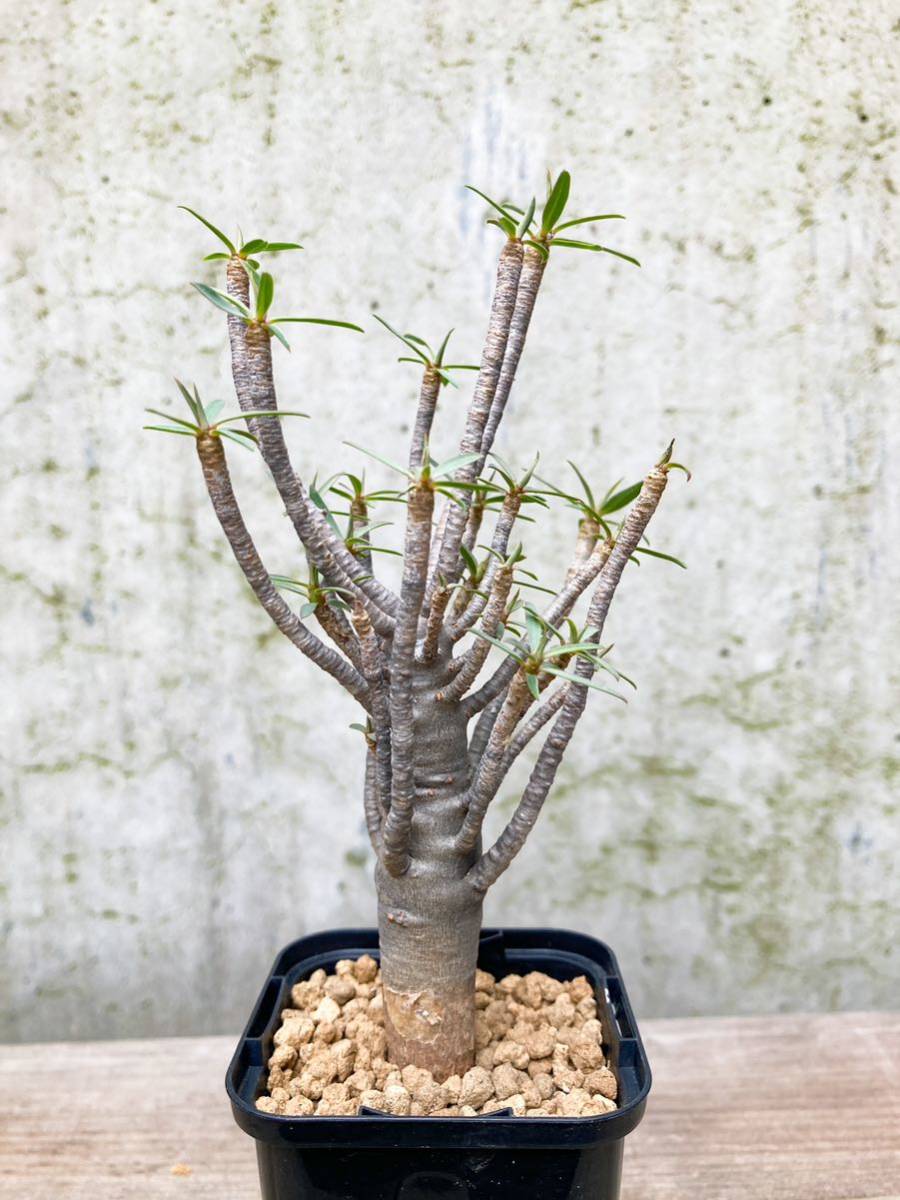 Euphorbia balsamifera E211【良型】 ユーフォルビア バルサミフェラ