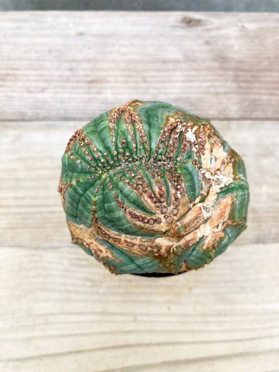 Euphorbia obesa E221【綴化・モンスト 】ユーフォルビア オベサ Euphorbia obesa E221【綴化・モンスト 】ユーフォルビア オベサ