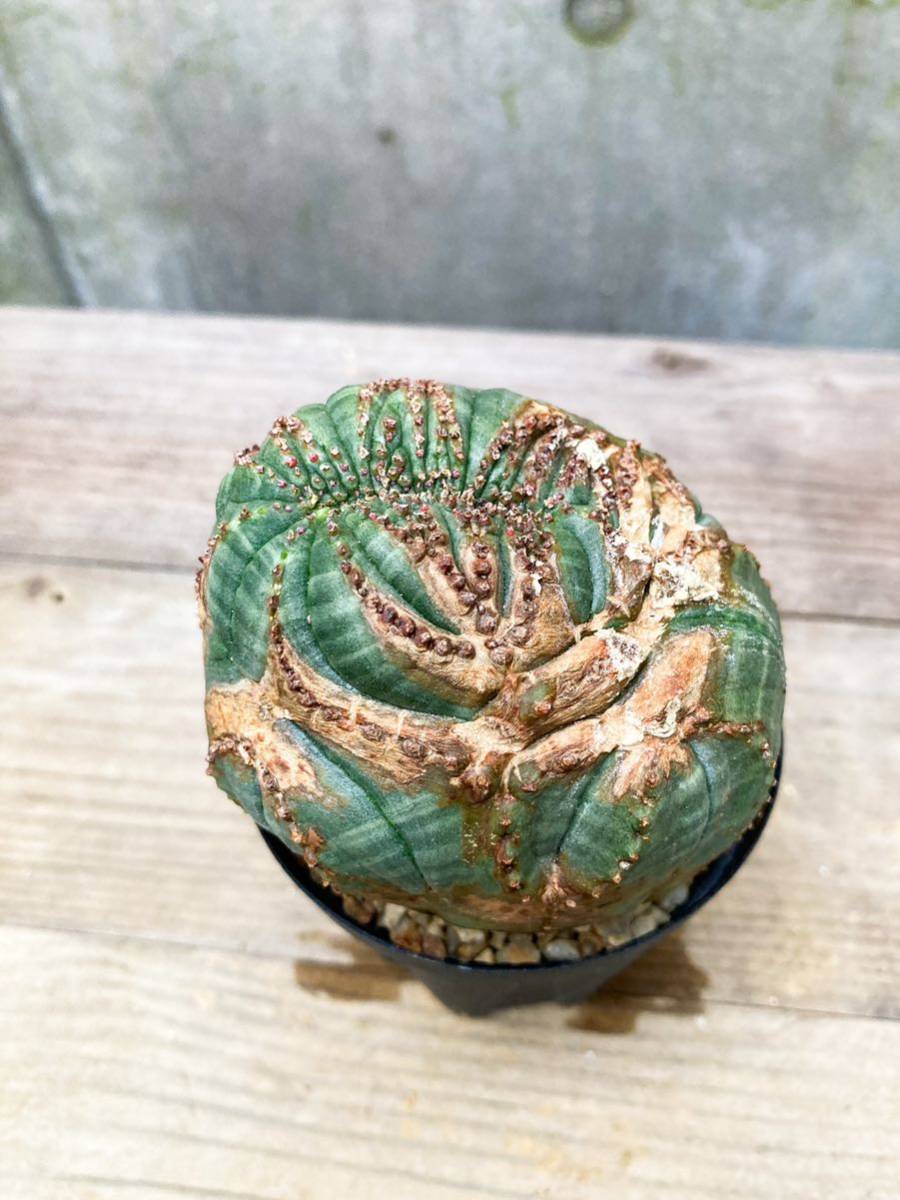 Euphorbia obesa E221【綴化・モンスト 】ユーフォルビア オベサ Euphorbia obesa E221【綴化・モンスト 】ユーフォルビア オベサ