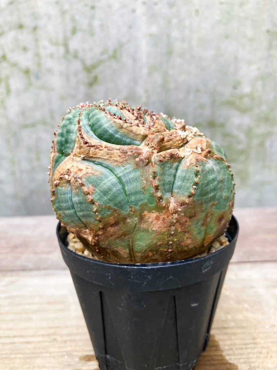 Euphorbia obesa E221【綴化・モンスト 】ユーフォルビア オベサ Euphorbia obesa E221【綴化・モンスト 】ユーフォルビア オベサ
