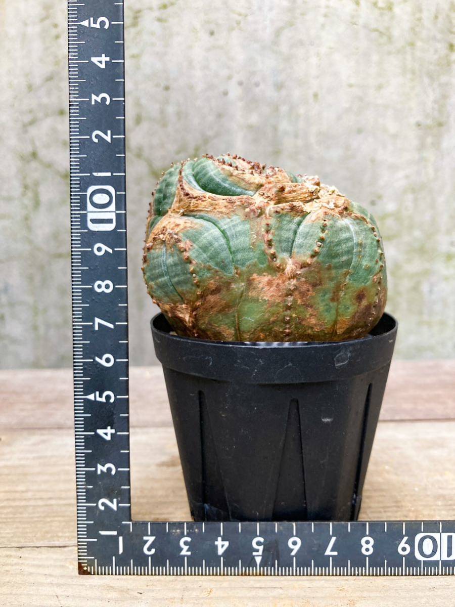 Euphorbia obesa E221【綴化・モンスト 】ユーフォルビア オベサ Euphorbia obesa E221【綴化・モンスト 】ユーフォルビア オベサ