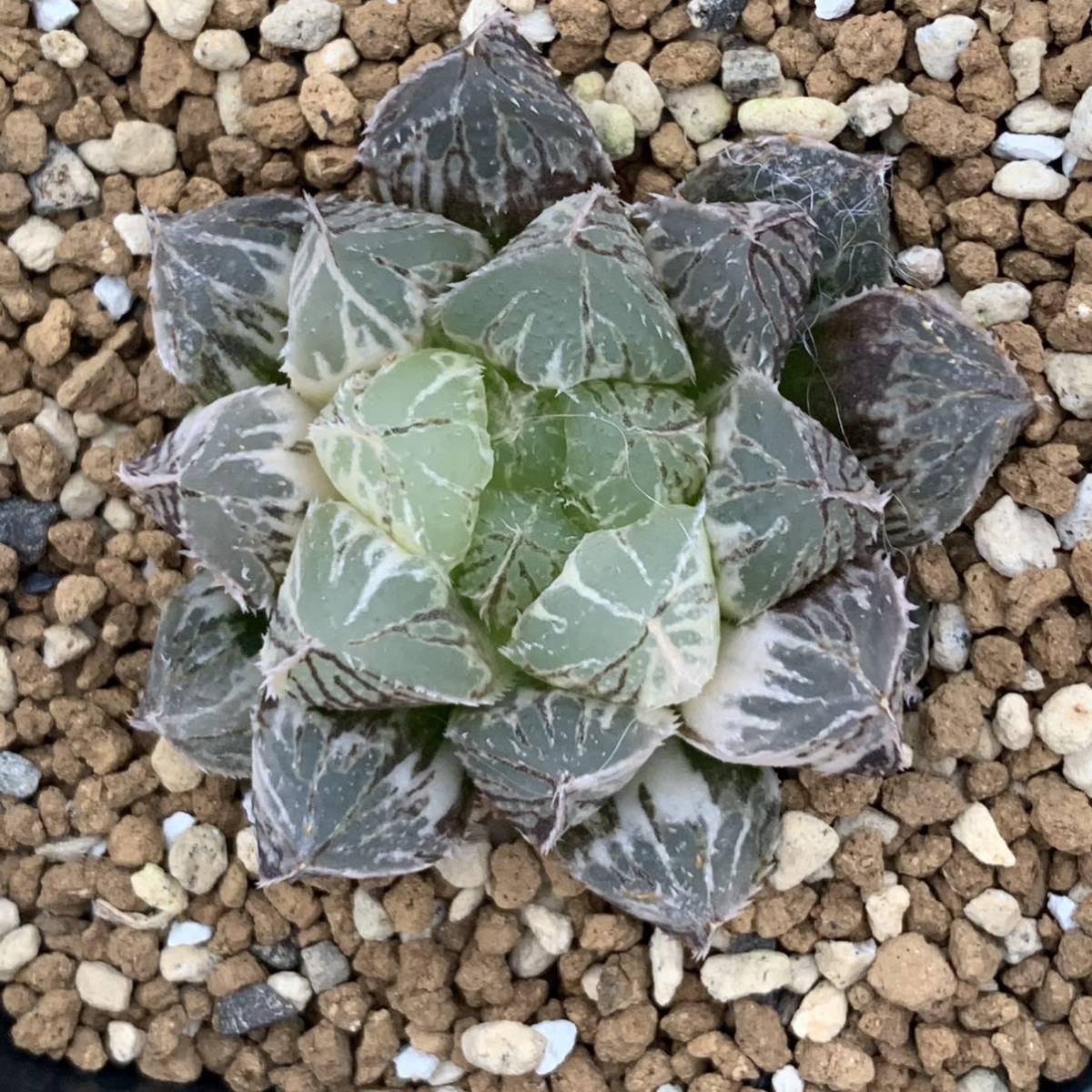 多肉植物 ハオルチア 楼蘭錦 | anjale.lk