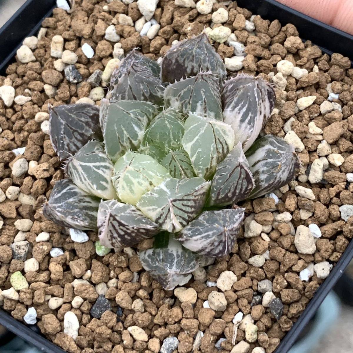 多肉植物 ハオルチア 楼蘭錦 | anjale.lk