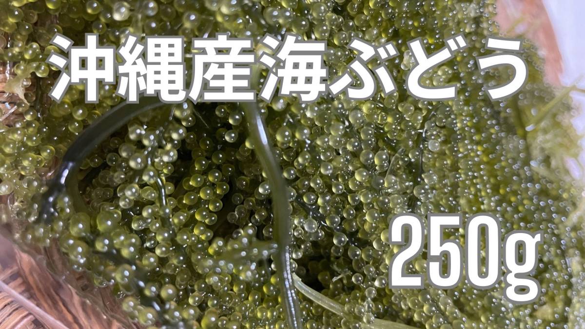新鮮朝獲れ!沖縄本島産海ぶどう!たっぷり250g!ミネラル豊富!低