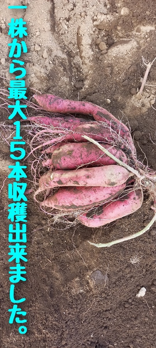 紅はるか苗15本6月中旬発送正規販売店ウイルスフリー苗さつまいも べに