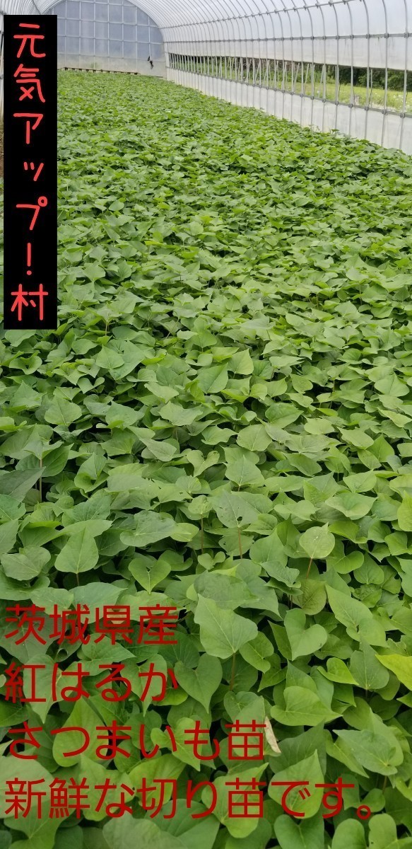 紅はるか苗300本6月上旬より順次発送正規販売店ウイルスフリー苗