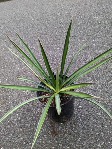  reality goods!* yucca *filifela7 number real raw seedling *Yucca filifera( product number BA)[ postage M]