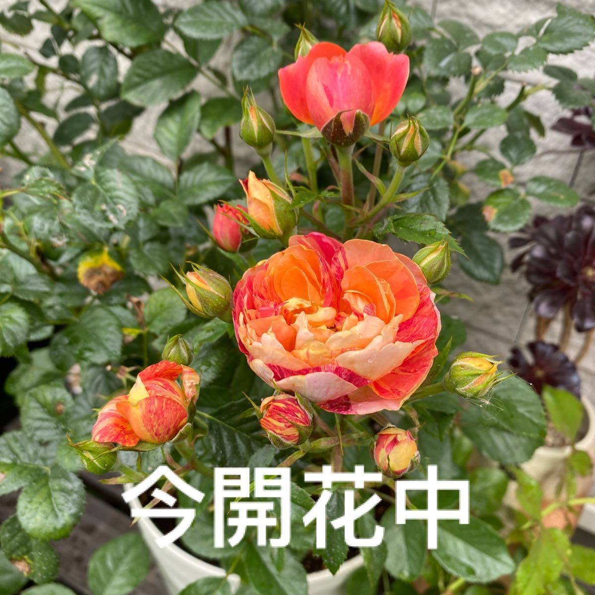ばら 大苗希少 バラ苗 芽変品種 ばら