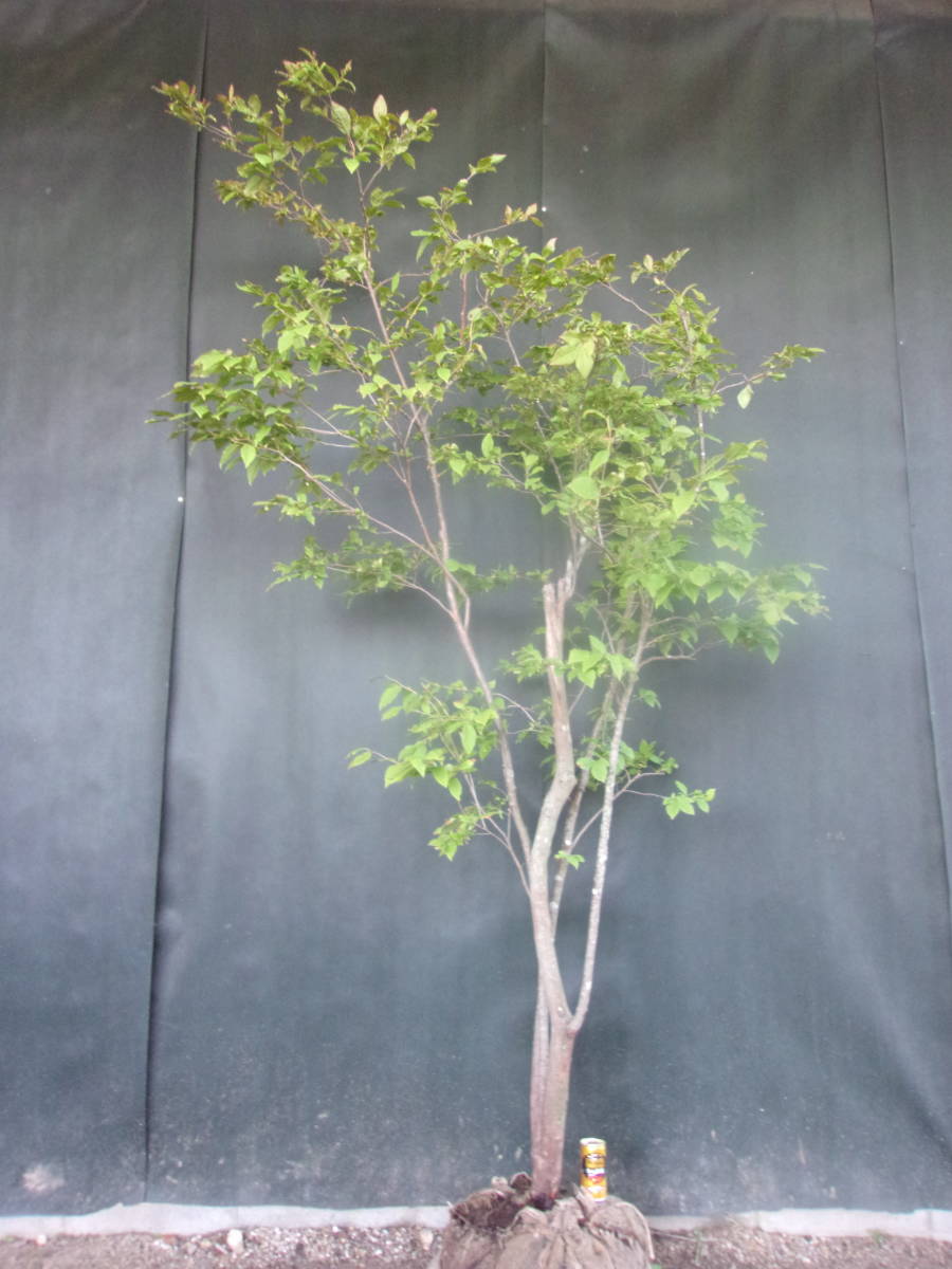 ◇◇ナツハゼ山取◇◇592 | JChere雅虎拍卖代购