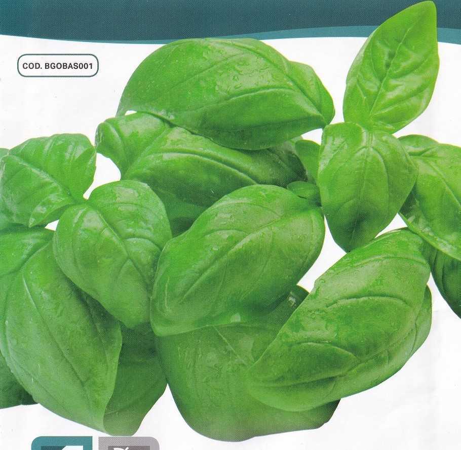 バジル・ジェノベーゼの種子 30粒 GENOVESE【2025.12】ツヤのある緑色で香り高いバジル！イタリア料理などに… 固定種_画像1