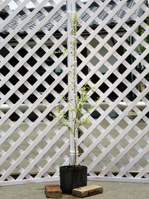 【 大感謝セール】 1m シルバープリペット 露地 苗 3本×2 植木、庭木