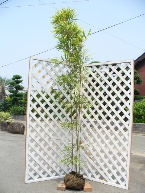 タケ スズコナリヒラ 1.7m 露地 2本×2 苗木
