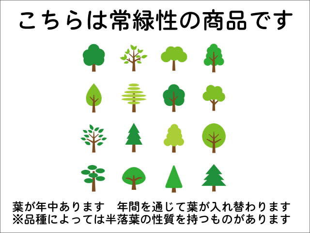 キフクリンマサキ 1.2m 露地 3本×2 苗_画像7