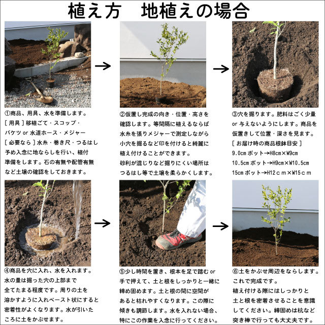 ムクノキ 1.2m 10.5cmポット 10本 苗_画像10