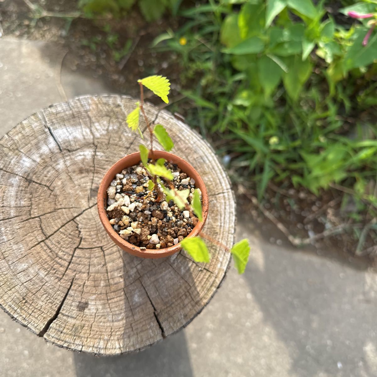 keyaki zelkova material bonsai bonsai material 