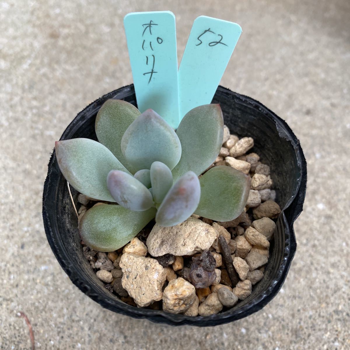 オパリナ 写真現物 2号 抜き苗 多肉植物 寄せ植えにも