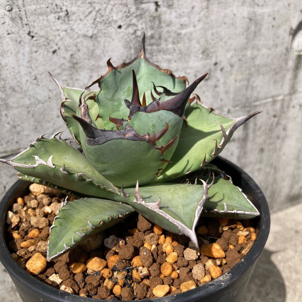 アガベ チタノタ 阿修羅 Agave titanota ashura | inmano.com.br