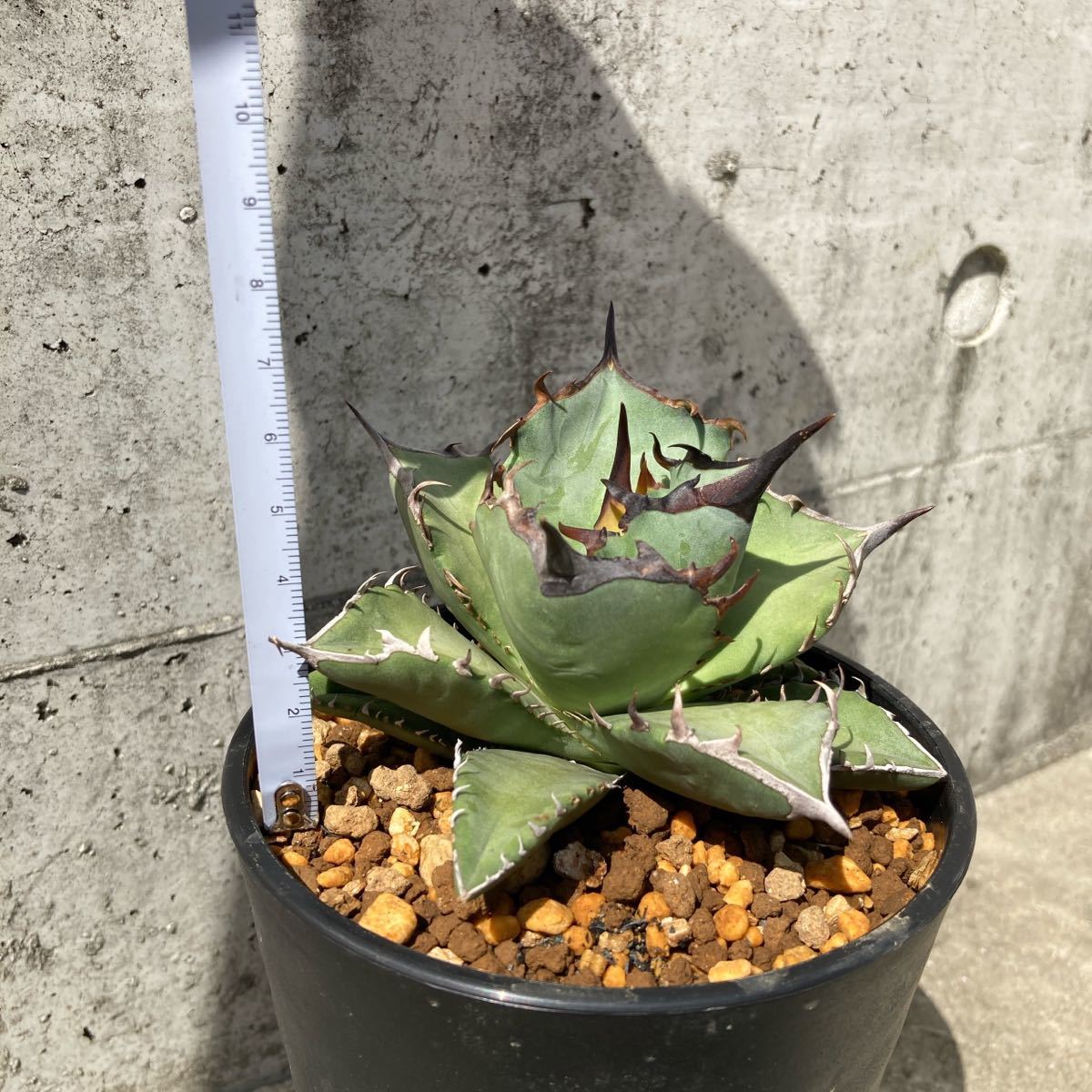 アガベ チタノタ 阿修羅 Agave titanota ashura | josanamota.com.br