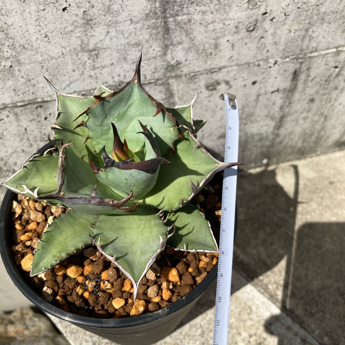アガベ チタノタ 阿修羅 Agave titanota ashura | inmano.com.br