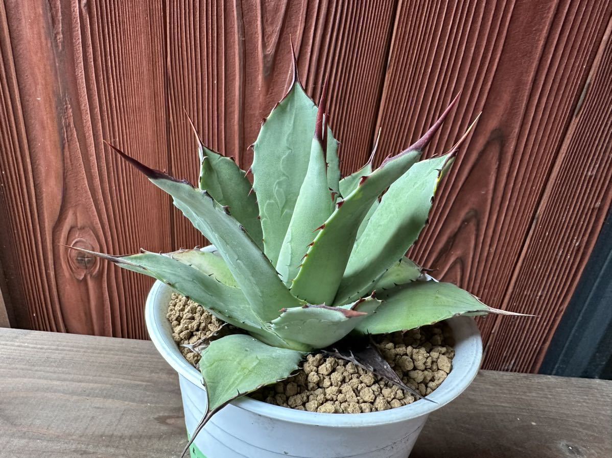 2.アガベ パリー トランカータ Agave parryi var. truncata 実生