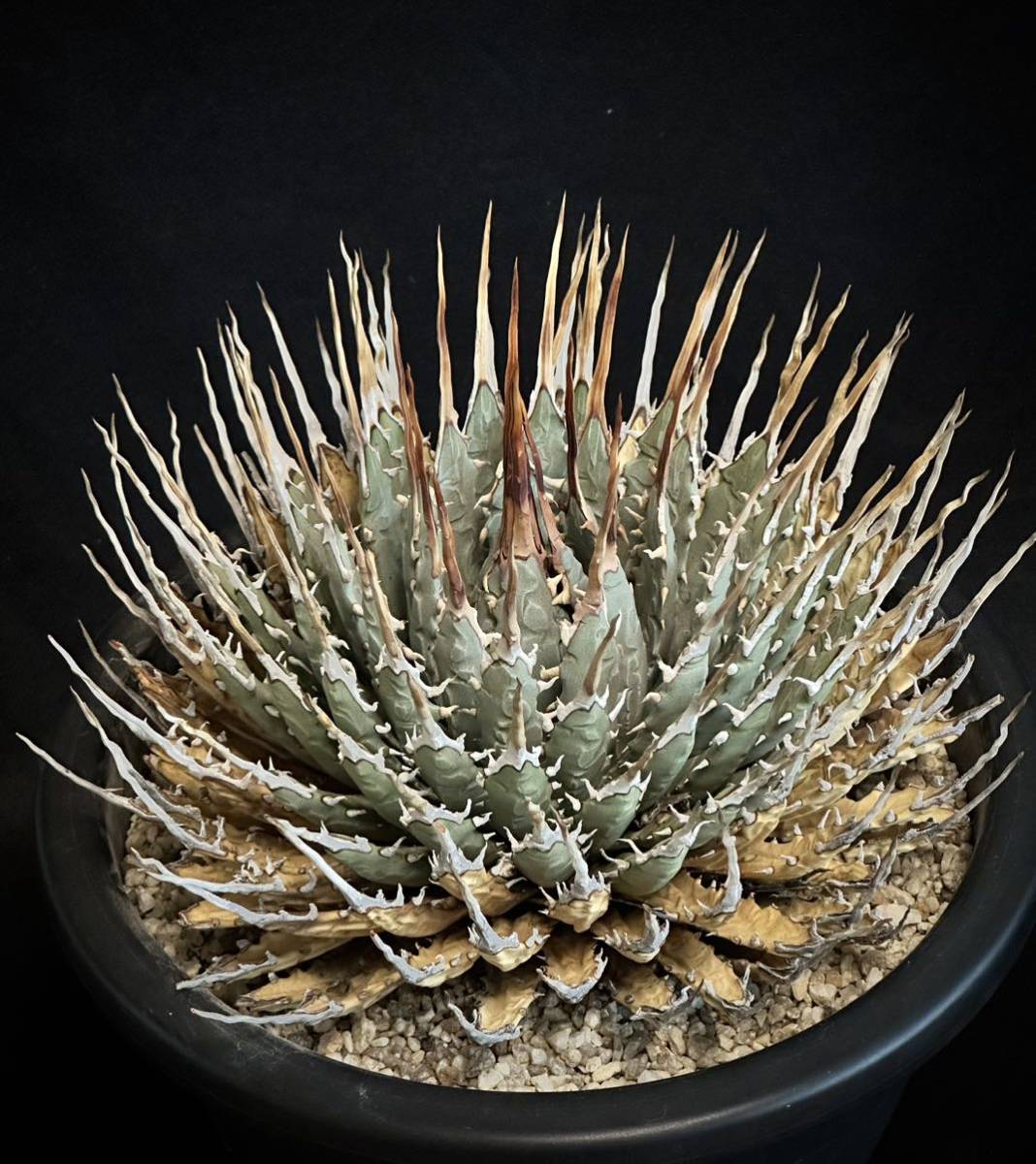 大株 美株 US輸入株 アガベ ユタエンシス エボリスピナ Agave