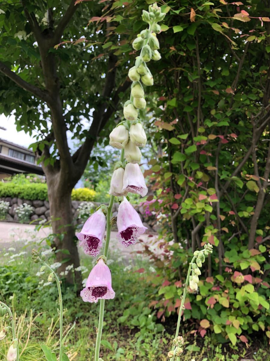 マルちゃん様専用 ジギタリス5苗 八重咲き秋明菊3苗 ノウゼンカズラ2苗