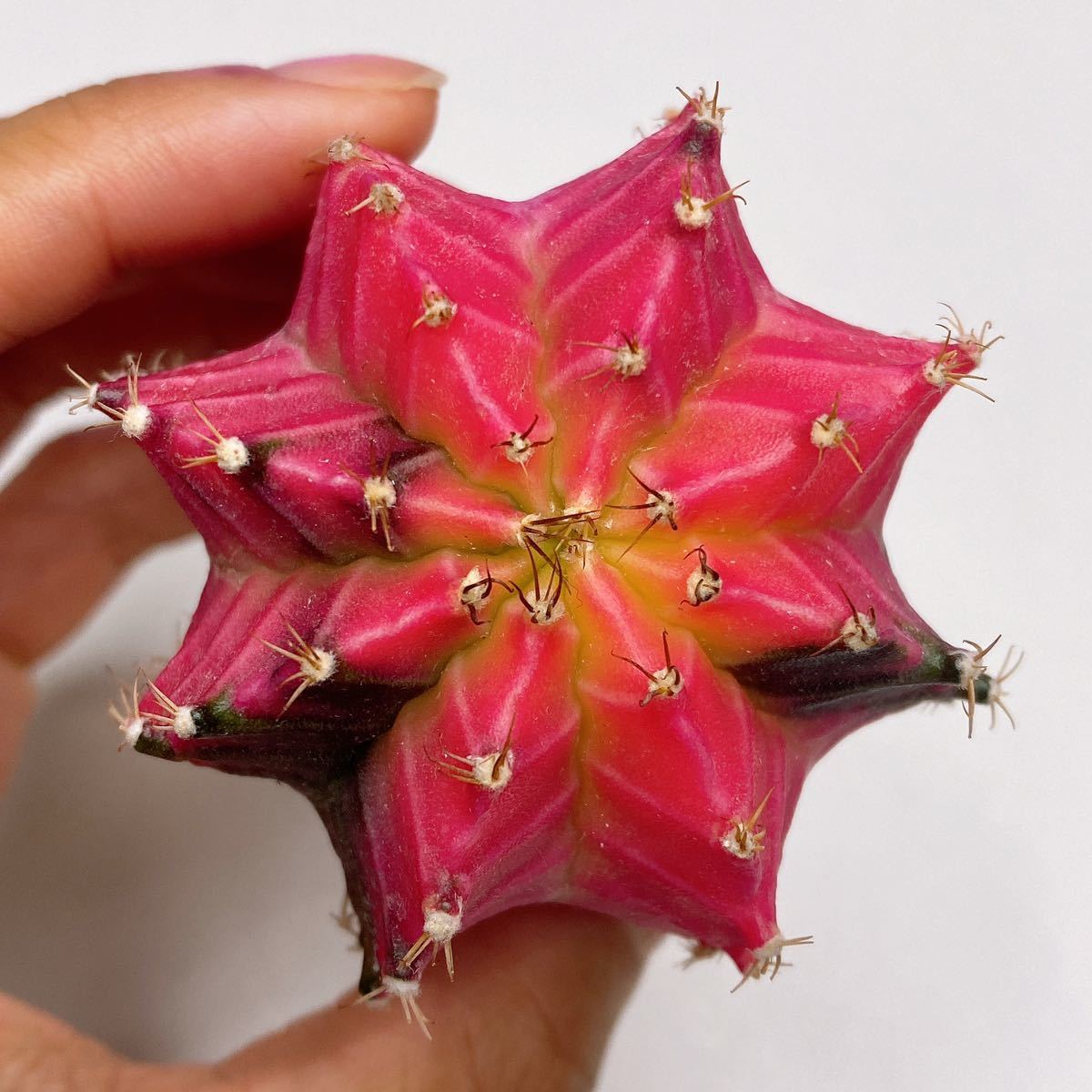 多肉植物 サボテン ギムノカリキウム・ミハノビッチ錦 緋牡丹錦 ピンク