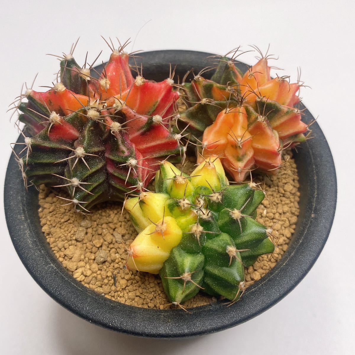 特選3株セット! 多肉植物 サボテン ギムノカリキウム・ミハノビッチ錦