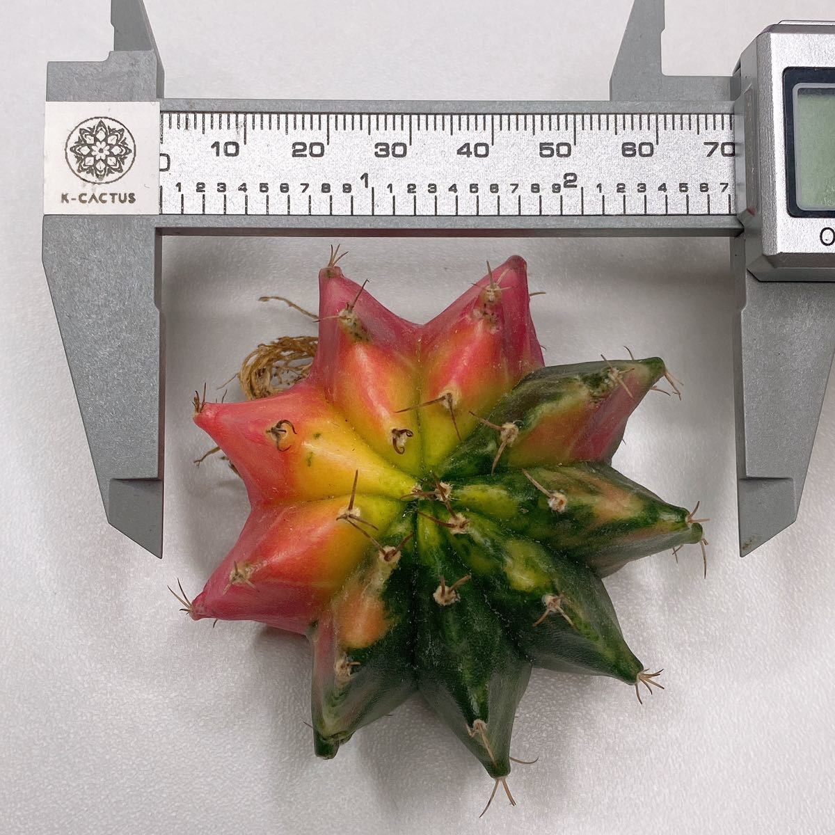 サボテン 多肉植物 ギムノカリキウム・ミハノビッチ錦 緋牡丹錦 ピンク