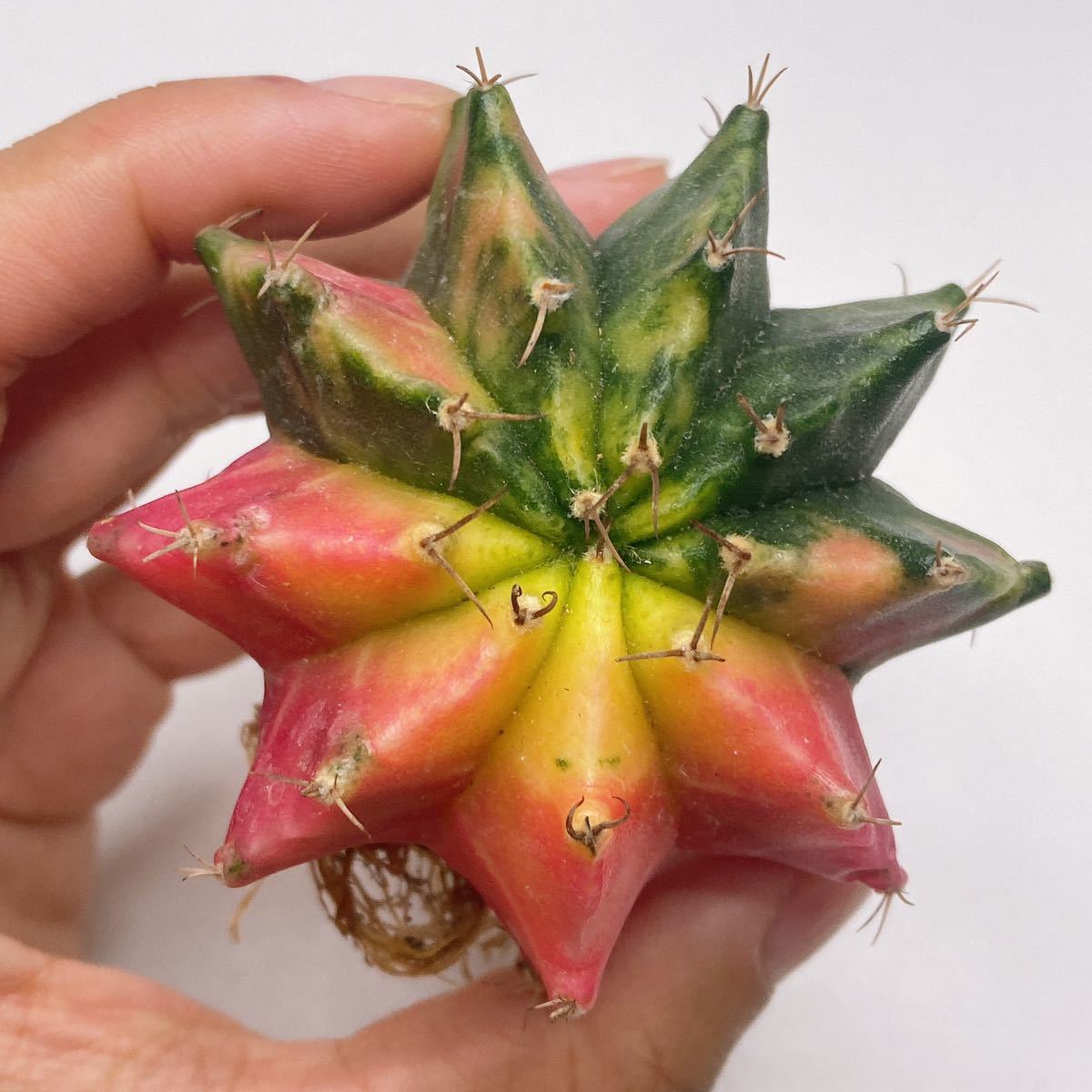 サボテン 多肉植物 ギムノカリキウム・ミハノビッチ錦 緋牡丹錦 ピンク