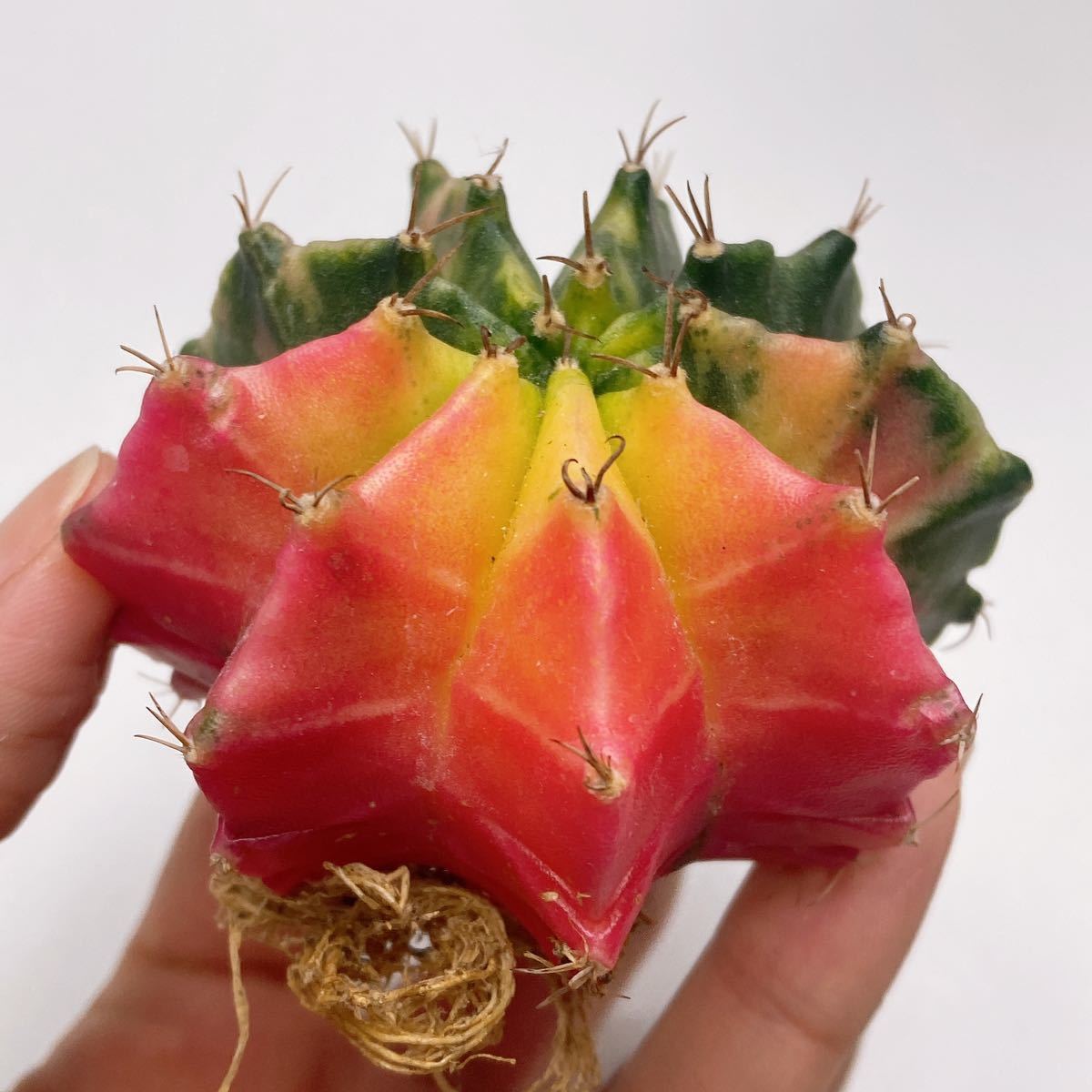 サボテン 多肉植物 ギムノカリキウム・ミハノビッチ錦 緋牡丹錦 ピンク