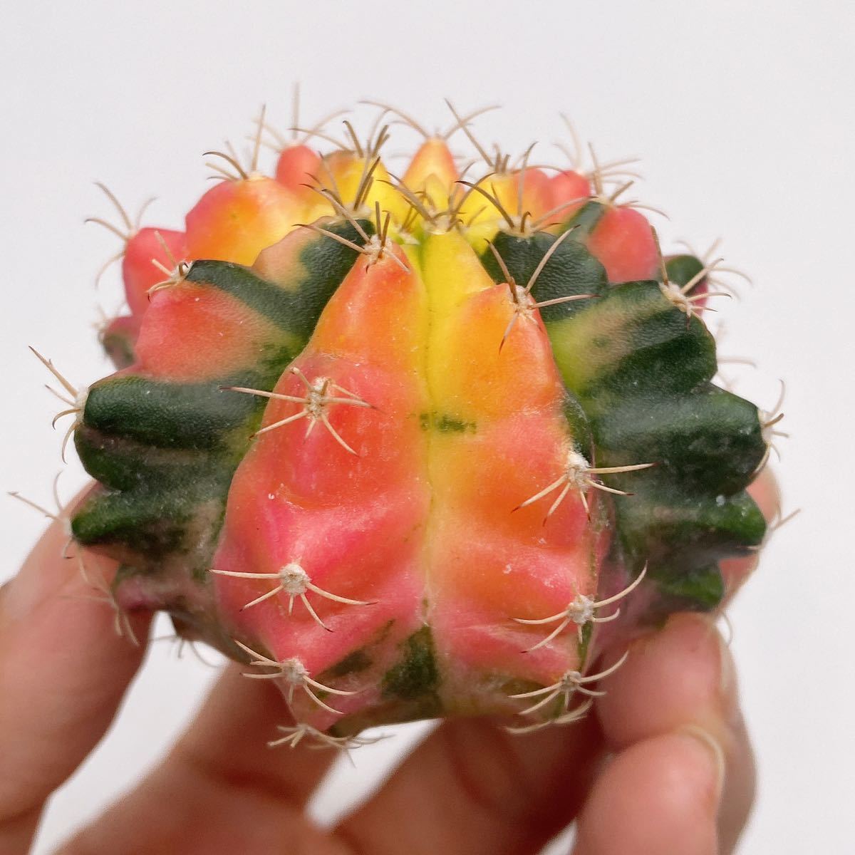 サボテン 多肉植物 ギムノカリキウム・ミハノビッチ錦 緋牡丹錦 斑入り