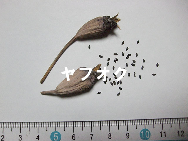 アポイキキョウ 種子 60粒 北海道 アポイ岳 高山植物 山野草_画像3