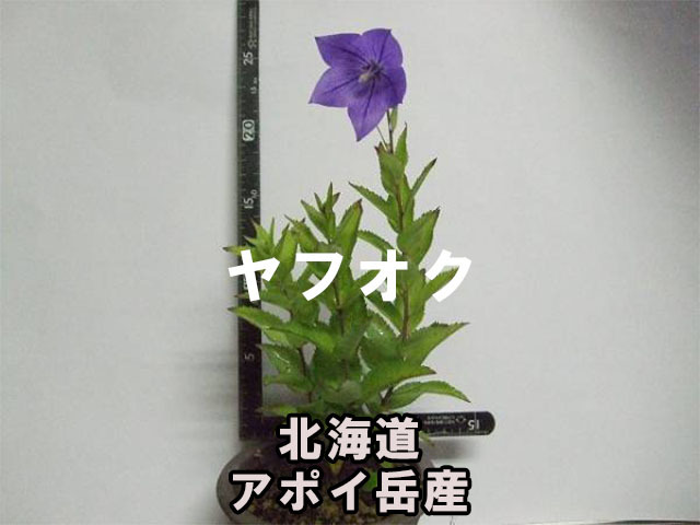 アポイキキョウ 種子 60粒 北海道 アポイ岳 高山植物 山野草_画像2