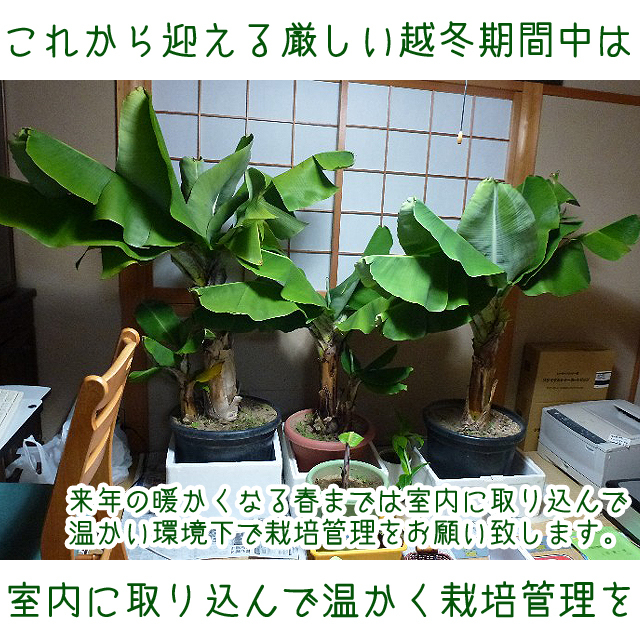 送料込】三尺バナナ メリクロン苗6個セット┃甘味の濃厚なサンジャク