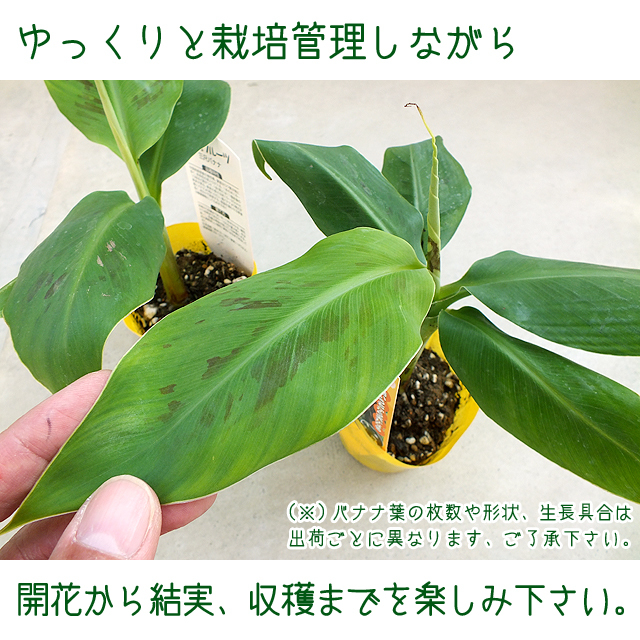 送料込】三尺バナナ メリクロン苗6個セット┃甘味の濃厚なサンジャク