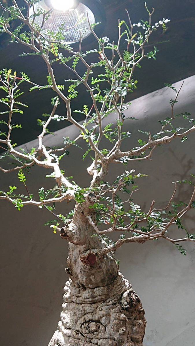 オペルクリカリア パキプス コレクション株 SRL DEN-1L 4年管理 美樹形 ボコボコ肌_画像3