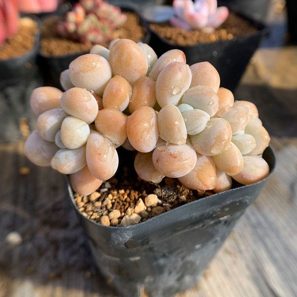 ブランデティ×バルシー 抜き苗 エケベリア 多肉 多肉植物 寄せ植え