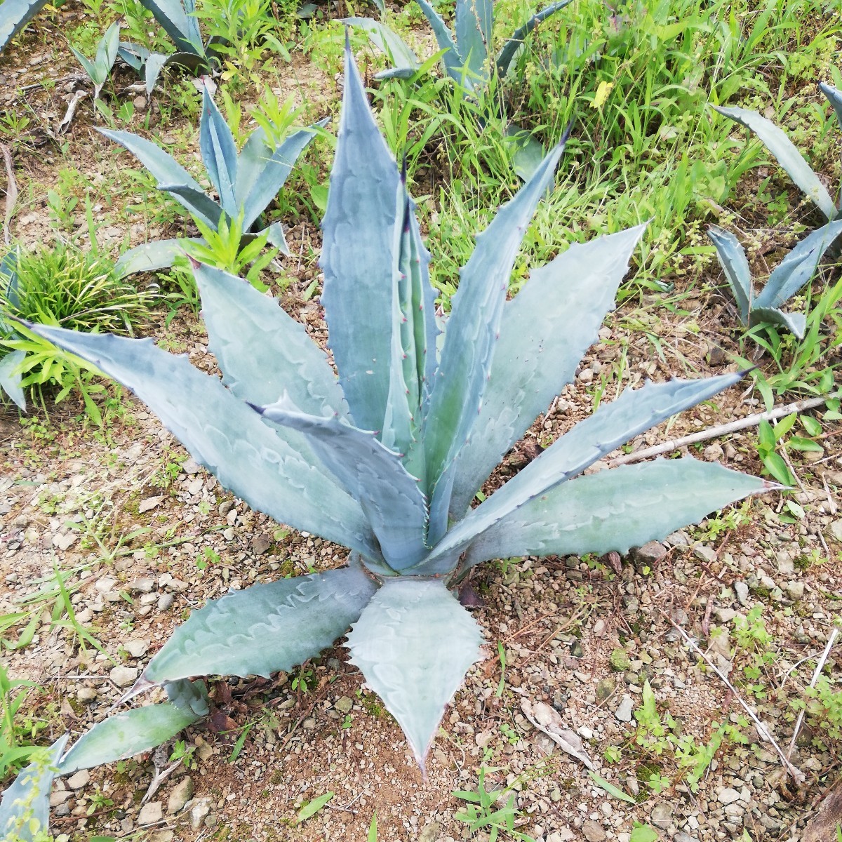 ryuuzetsu Ran agave 