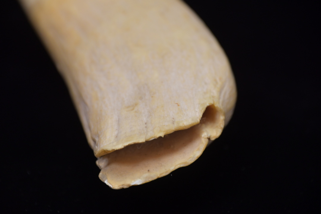 028 マッコウクジラの歯 355g ○ 抹香鯨 根付 印材 彫刻