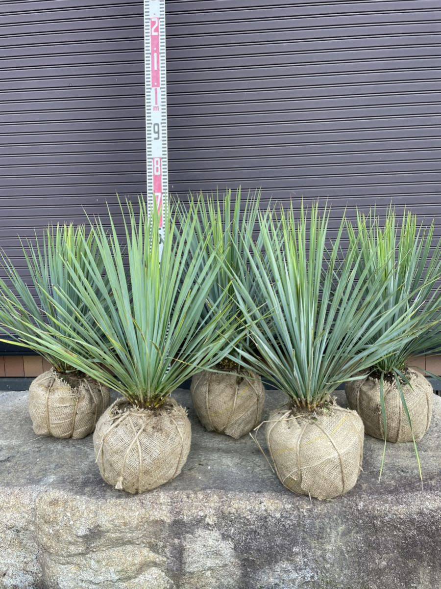 ユッカ・ロストラータ*Yucca rostrata】5本セット | normanhubbard.com