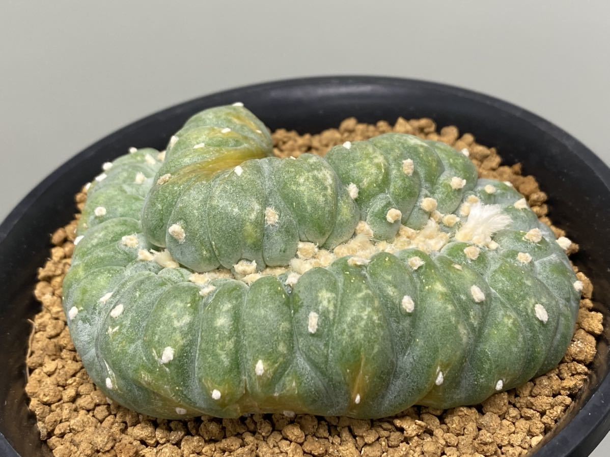 CO☆802 銀冠玉 綴化 ロホホラ☆ サボテン 多肉植物 CO☆802 銀冠玉 綴化 ロホホラ☆ サボテン 多肉植物