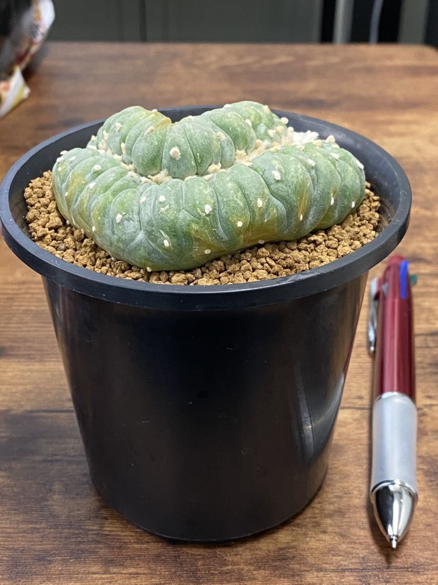 CO☆802 銀冠玉 綴化 ロホホラ☆ サボテン 多肉植物 CO☆802 銀冠玉 綴化 ロホホラ☆ サボテン 多肉植物