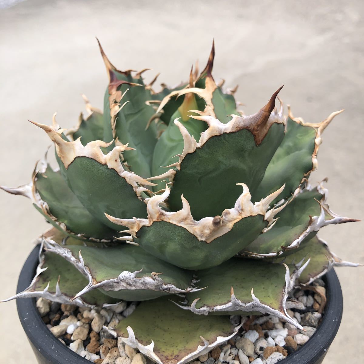アガベ agave チタノタ 烈焔 | salud.larioja.gov.ar