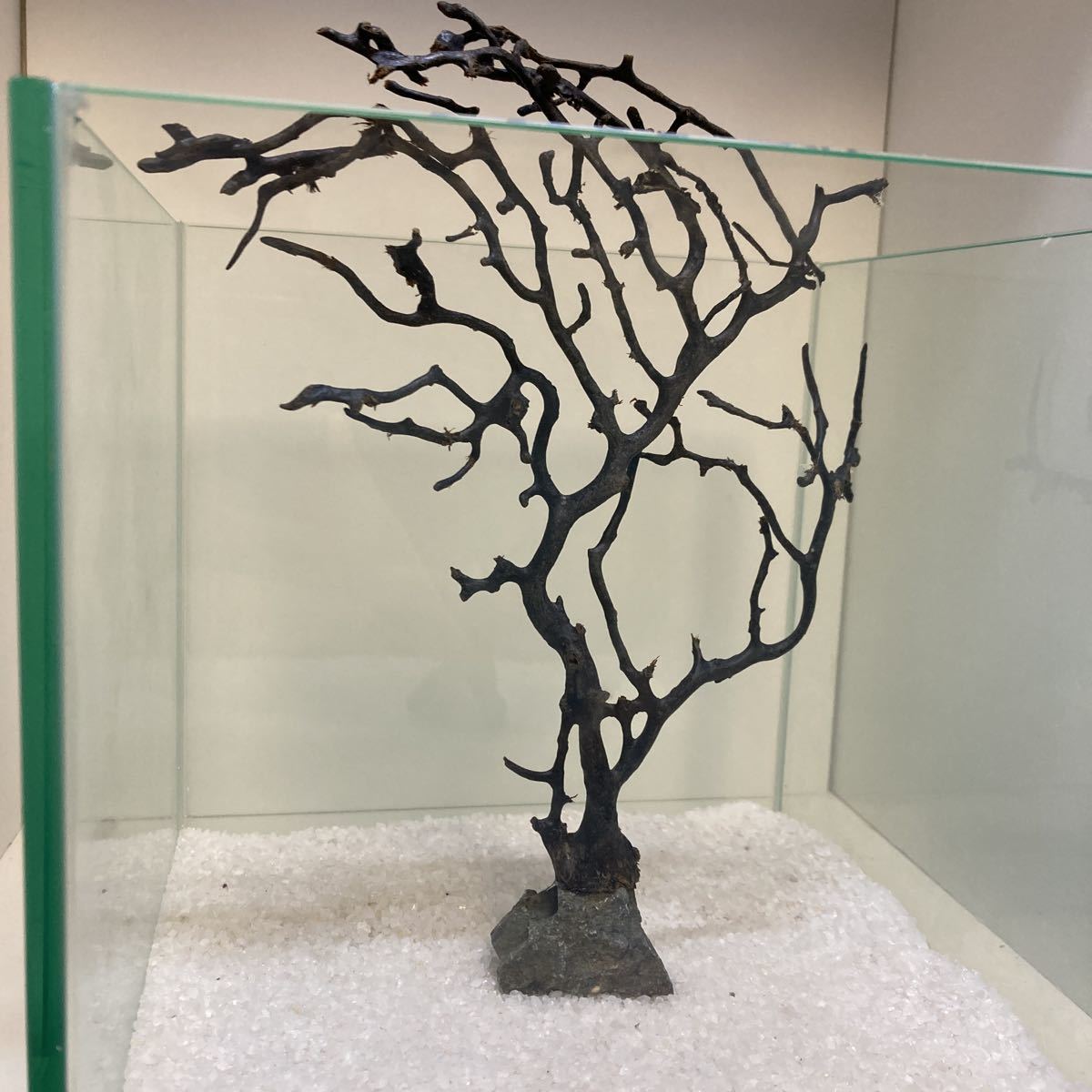 ☆sea tree☆アクリル板施工済み特大ウミウチワ 流木/水槽 ☆sea tree☆アクリル板施工済み特大ウミウチワ 流木/水槽