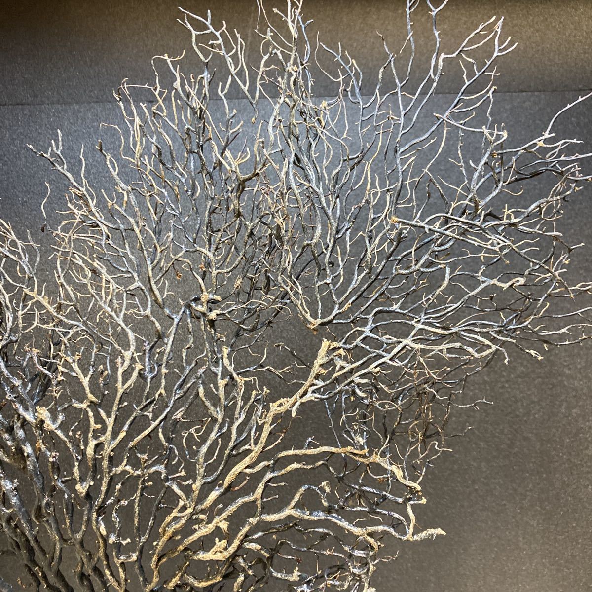 ☆sea tree☆アクリル板施工済み特大ウミウチワ 流木/水槽 ☆sea tree☆アクリル板施工済み特大ウミウチワ 流木/水槽