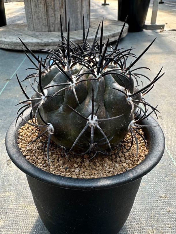 グリセオビオラセア 開花球 Copiapoa griseoviolacea 栗星玉 グリセオビオラセア 開花球 Copiapoa griseoviolacea 栗星玉