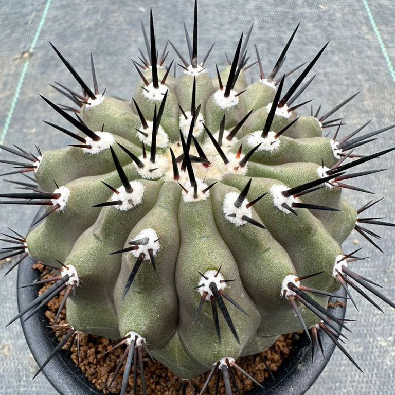 黒王丸 実生接 Copiapoa cinerea サボテン | perikanan.sariagri.id